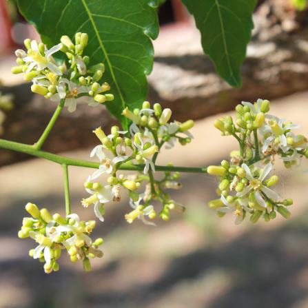 L'arbre de Neem en fleurs