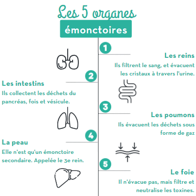 infographie organes émonctoires