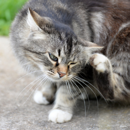 Un chat se gratte derrière l'oreille