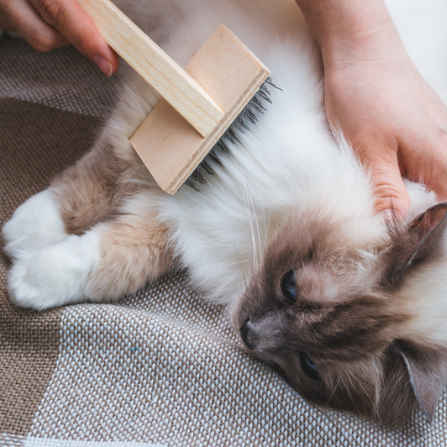 Un chat aux poils doux, blancs et marron se fait délicatement brosser sur une couverture