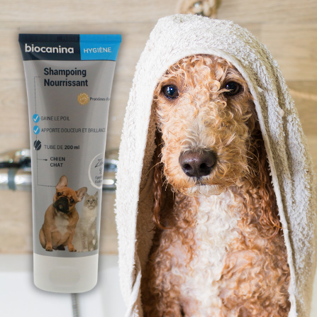Un chien mouillé après la douche a une serviette sur la tête