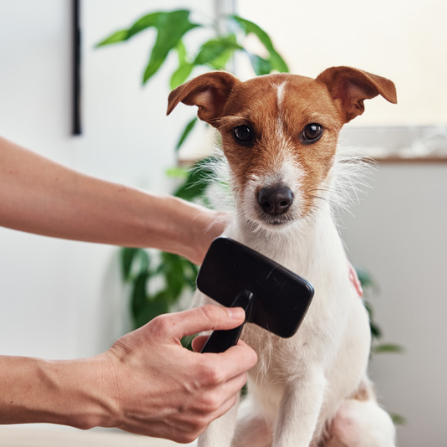 matériel de toilettage pour brosser son chien ou son chat à fourrure dense,  à poils longs ou frisés