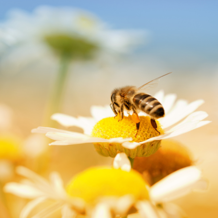 Les abeilles, acteurs essentiels de la biodiversité