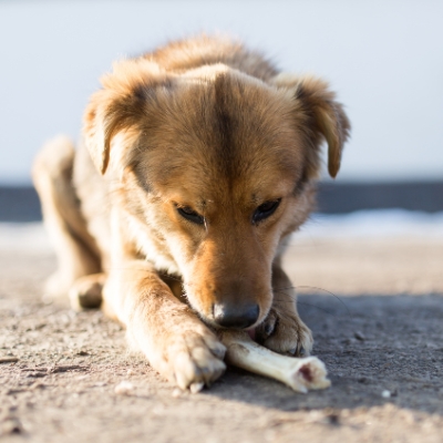 un chien mangeant un os