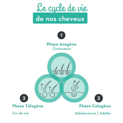 Infographie cycle du cheveu