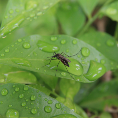 moustique sur une feuille mouillée