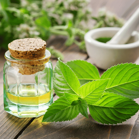 Menthe poivrée contre les maux de tête