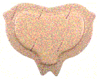 22cm x 25cm - Boite de 10