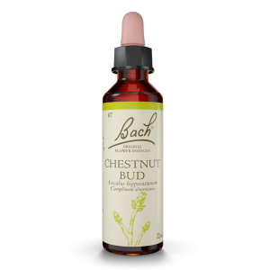 Chestnut Bud 20ml